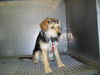 Toto - ADOPTED