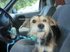 Toto - ADOPTED