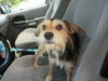 Toto - ADOPTED