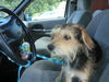 Toto - ADOPTED