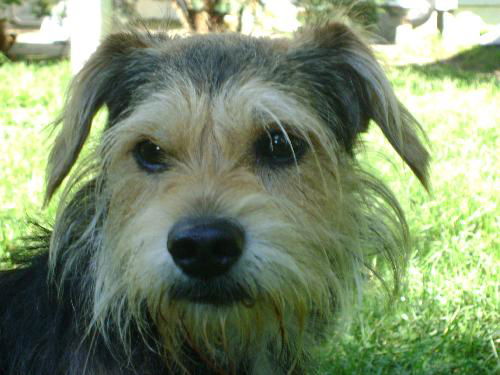 Toto - ADOPTED