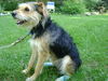 Toto - ADOPTED