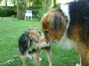 Toto - ADOPTED