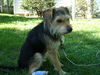 Toto - ADOPTED