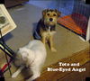 Toto - ADOPTED