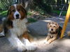 Toto - ADOPTED