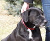 Maxwell-ADOPTED-1.19.12
