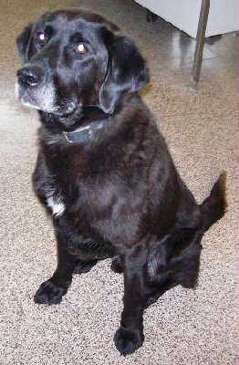 Maxwell-ADOPTED-1.19.12