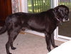 Maxwell-ADOPTED-1.19.12