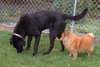 Maxwell-ADOPTED-1.19.12