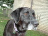 Maxwell-ADOPTED-1.19.12