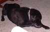 Maxwell-ADOPTED-1.19.12