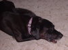 Maxwell-ADOPTED-1.19.12