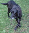 Maxwell-ADOPTED-1.19.12