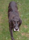 Maxwell-ADOPTED-1.19.12