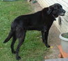 Maxwell-ADOPTED-1.19.12