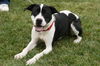 Marmaduke-ADOPTED 02.23.13