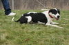Marmaduke-ADOPTED 02.23.13