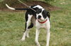 Marmaduke-ADOPTED 02.23.13