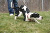 Marmaduke-ADOPTED 02.23.13