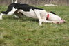Marmaduke-ADOPTED 02.23.13