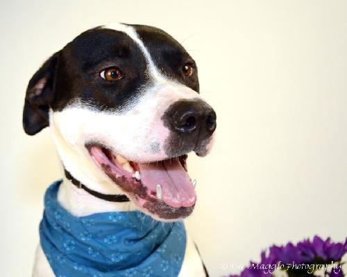 Marmaduke-ADOPTED 02.23.13