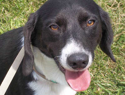 Snoopy - ADOPTED 09.11.11