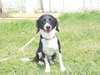 Snoopy - ADOPTED 09.11.11