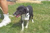 Snoopy - ADOPTED 09.11.11