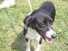 Snoopy - ADOPTED 09.11.11