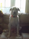 Rhett-PENDING