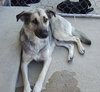 Indy - PENDING