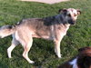 Indy - PENDING