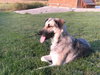 Indy - PENDING