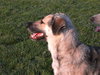 Indy - PENDING