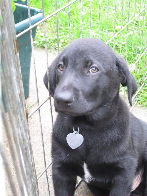 Dd Litter Benjamin - ADOPTED 9.24.11