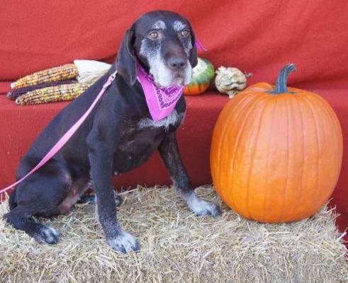 Journey - ADOPTED 10.22.11