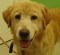 Miss - ADOPTED 09.17.11