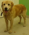 Miss - ADOPTED 09.17.11