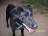 Jade - ADOPTED 09.15.11