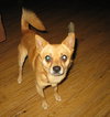 Sparky-ADOPTED 10.29.11