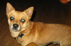 Sparky-ADOPTED 10.29.11