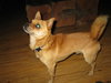 Sparky-ADOPTED 10.29.11
