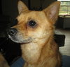 Sparky-ADOPTED 10.29.11