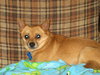 Sparky-ADOPTED 10.29.11