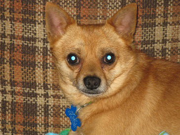 Sparky-ADOPTED 10.29.11