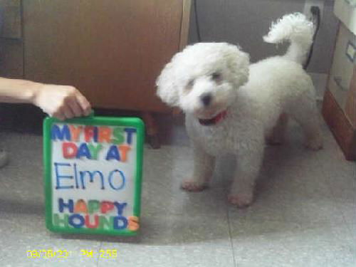 Elmo 