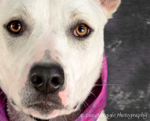 Bobo - ADOPTED 07.08.12