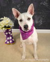 Bobo - ADOPTED 07.08.12