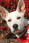 Bobo - ADOPTED 07.08.12